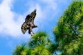 Immature Bald Eagle Approaching Nest Tree Royalty Free Stock Photo