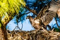 Immature Bald Eagle In Nest