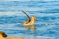Brown Pelican Swimming Venice Florida