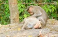 Monkey picking Lice from another Monkey - Behavior Royalty Free Stock Photo