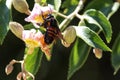 Insect pollinating flowers in nature.