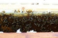 Photograph of the inside of a Honey hive containing traditional wooden