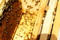 Photograph of the inside of a Honey hive containing traditional wooden