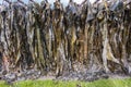 Photograph of a Kelp processing facility on King Island