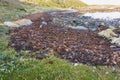 Photograph of Kelp washed up on a rocky shoreline on King Island