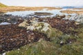 Photograph of Kelp washed up on a rocky shoreline on King Island