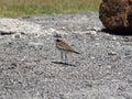 The Killdeer bird walking near a lake. Royalty Free Stock Photo