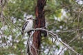 Photograph of Kookaburra sitting in a tree in regional Australia Royalty Free Stock Photo