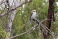 Photograph of Kookaburra sitting in a tree in regional Australia Royalty Free Stock Photo