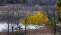 A landscape view of yellow colored leaves at Grapevine Lake TX.