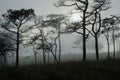 A landscape photograph of Thai`s pine wood when sun behind the mist that cover all around like scary foggy scene in halloween