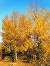 Photograph landscape trees with bright yellow leaves with a brick building in the background against a bright blue sky Royalty Free Stock Photo