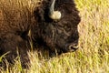 Bull Buffalo in Jackson Hole Wyoming Royalty Free Stock Photo