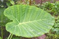 Large Green Leaf of Colocasia Esculenta - Taro, Elephant Ear or Eddoe Plant Royalty Free Stock Photo