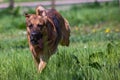 photograph of a large half-breed dog running on the lawn.