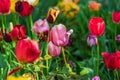 A large number of multi-colored flowers, most of which are out of focus