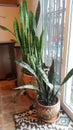 Photograph of Large Potted Snake Plants Royalty Free Stock Photo