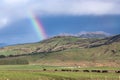 Photograph of a large rainbow over an agricultural field with cows grazing in New Zealand Royalty Free Stock Photo