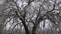 Ice caked on a large tree in the Texas ice storm.