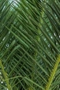 Photograph of the leaves of a palm tree