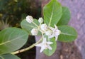 Leaves and Flowers of Calotropis Gigantea - A Medicinal Plant