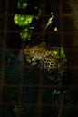 A leopard relaxing on it`s tree