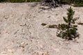 Photograph of light sandy rocky incline with on small pine tree. Royalty Free Stock Photo