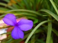 Flower with Three Lilac Lavender Petals with Green Grass Leaves Nature Floral Background Royalty Free Stock Photo