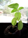 Photograph of Lime Basil Plants Growing in Windowsill Royalty Free Stock Photo