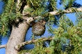 Lincoln Sparrow sits perched on a branch in a meadow Royalty Free Stock Photo