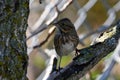 Lincoln Sparrow sits perched on a branch in a meadow Royalty Free Stock Photo