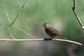 Lincoln Sparrow sits perched on a branch in a meadow Royalty Free Stock Photo