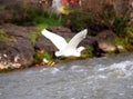 Little Egret - Egretta Garzetta - A Small White Heron Bird Flying with Spread Wings in Nature