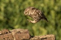 Jumping little owl Royalty Free Stock Photo