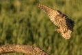 Little owl landing Royalty Free Stock Photo