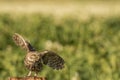 Little owl taking off Royalty Free Stock Photo