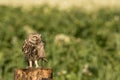 Little owl with a little mouse Royalty Free Stock Photo