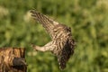 Little owl landing Royalty Free Stock Photo