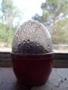 Photograph of Little Terrarium in Windowsill Side View