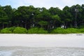 Littoral Forest with Sea Mahua Trees and Lush Green Vegetation at White Sandy Beach, Andaman Islands, India Royalty Free Stock Photo