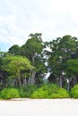 Littoral Forest with Sea Mahua Trees and Lush Green Coastal Plants at Beach, Andaman Islands, India