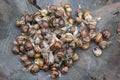 photograph of live snails before cooking them on the barbecue