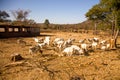 A photograph of livestock, goats, sheep and cattle Royalty Free Stock Photo