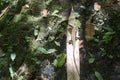 Lizard on a palm leaf