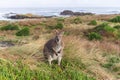 Photograph of a lone Bennetts Wallaby on King Island