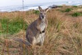 Photograph of a lone Bennetts Wallaby on King Island