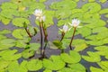 Water Lily Flowers and Leaves Royalty Free Stock Photo