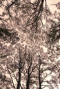 Photograph looking up through a tree canopy in a forest