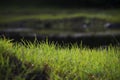 Lush green grassland in India