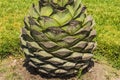 Maguey plant heart photograph